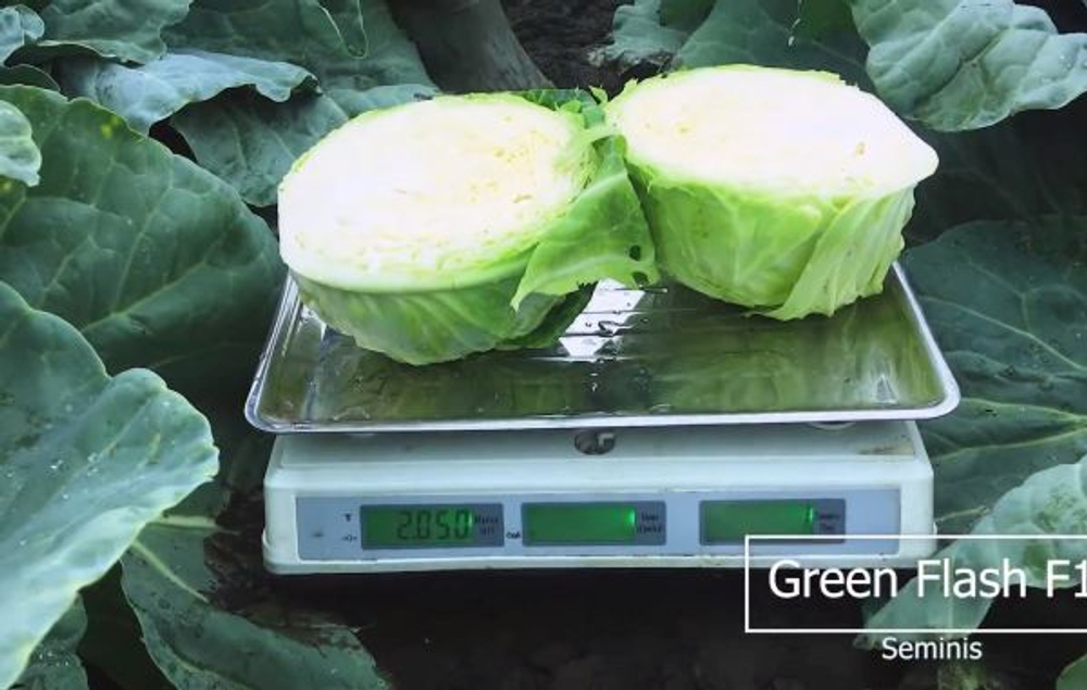 Капуста б/к Грин Флэш F1 10шт ВитаГрин ЭКСТРА
