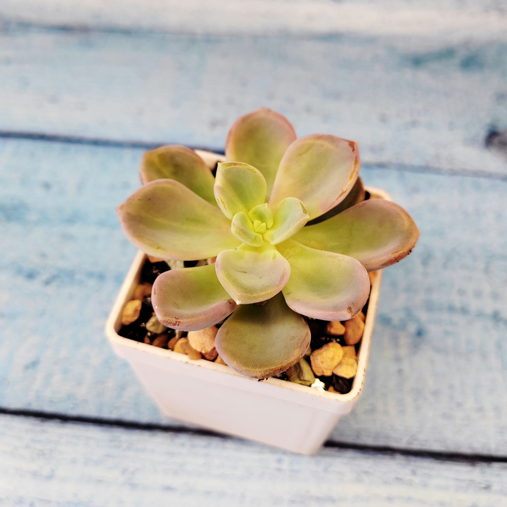 Echeveria Orpet (Эхеверия)