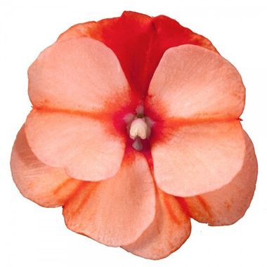 1172 Бальзамин НГ Odyssey Compact Rhode (Весна 2026)