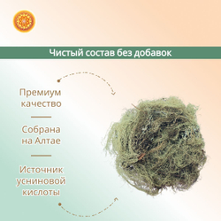 Уснея бородатая. Лишайник.