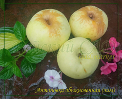 Яблоня Антоновка обыкновенная
