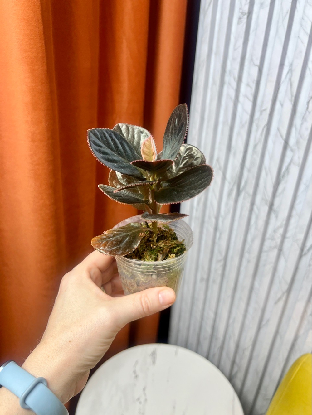 Лабизия Калимантан, D8см Н18см, 1шт, Тайвань (5267)