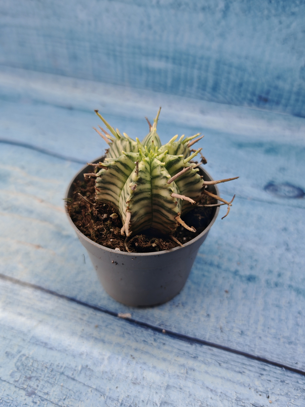 Euphorbia meloformis f. Variegated (Эуфорбия вариегатная)