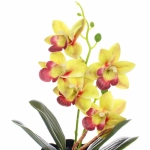 Цветочная композиция «Орхидея» 10*28см салатовая в пластиковом горшке