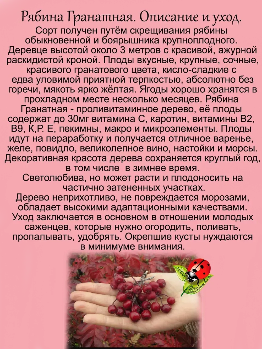 Рябина Гранатная вкусная