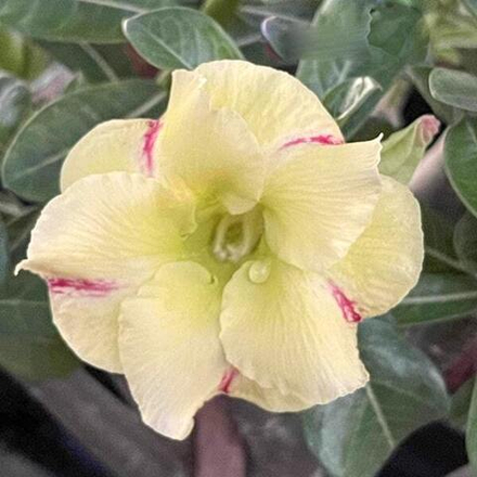 Адениум SANG RUNG