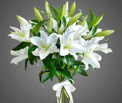Букет из 7 белых лилий