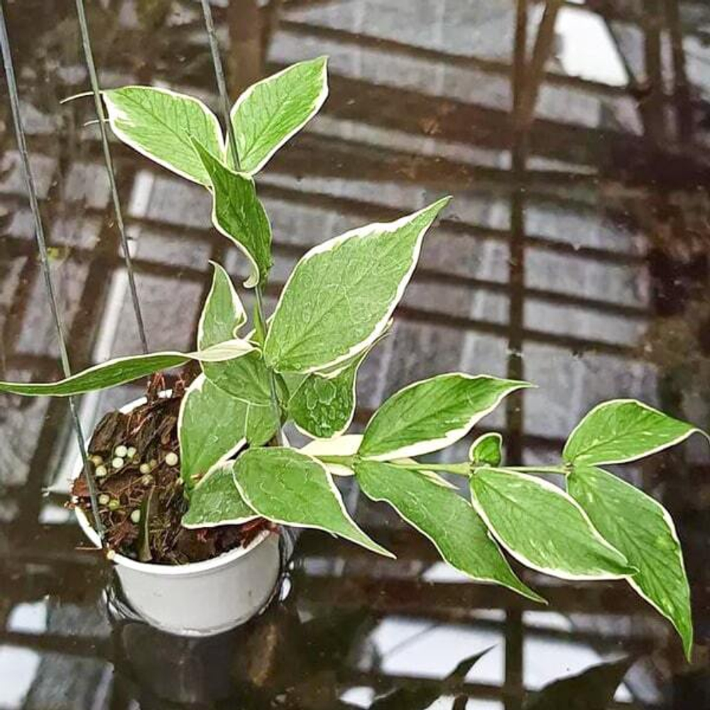 Хойя POLYNEURA OUTER VAR