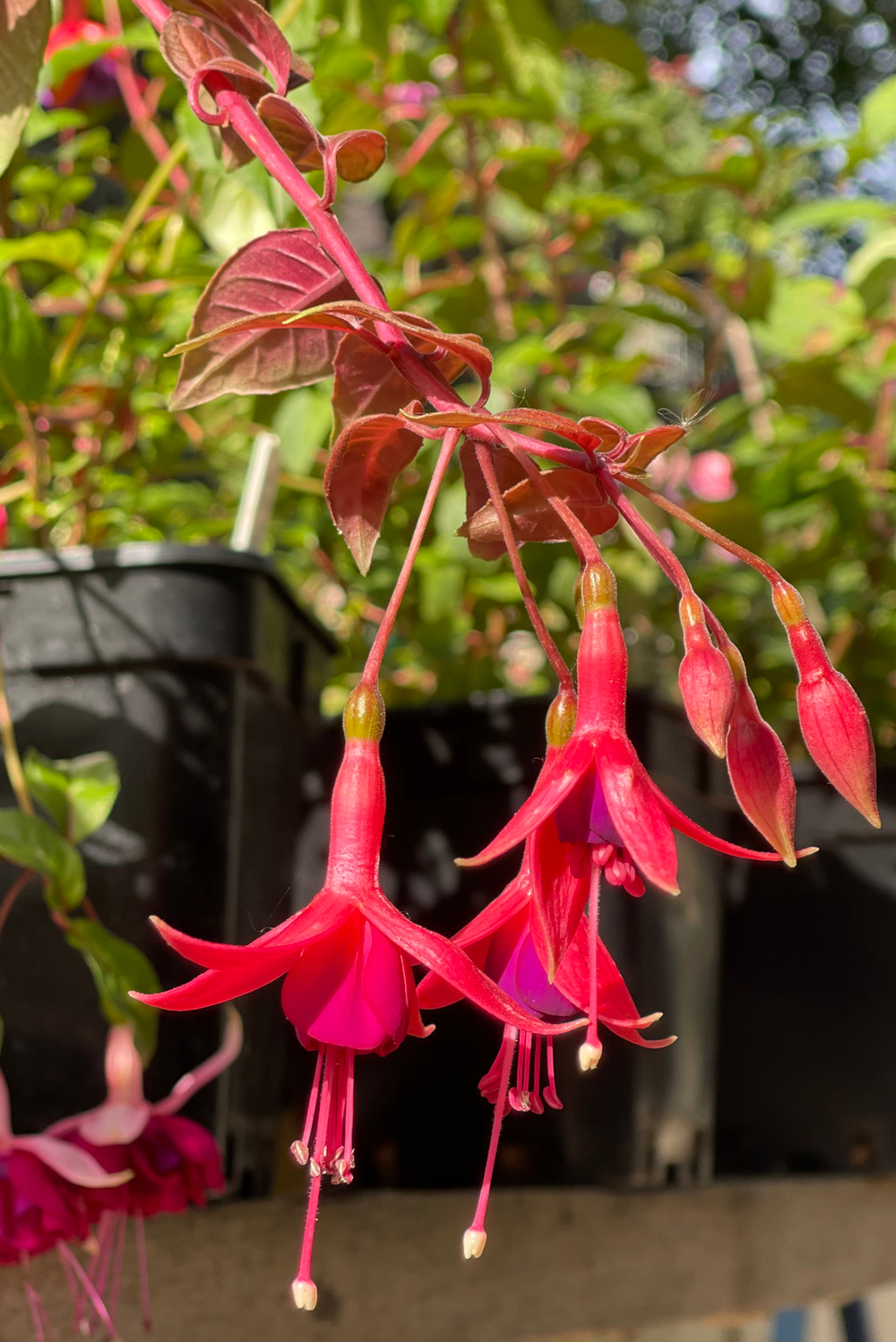 Фуксия Autumnale