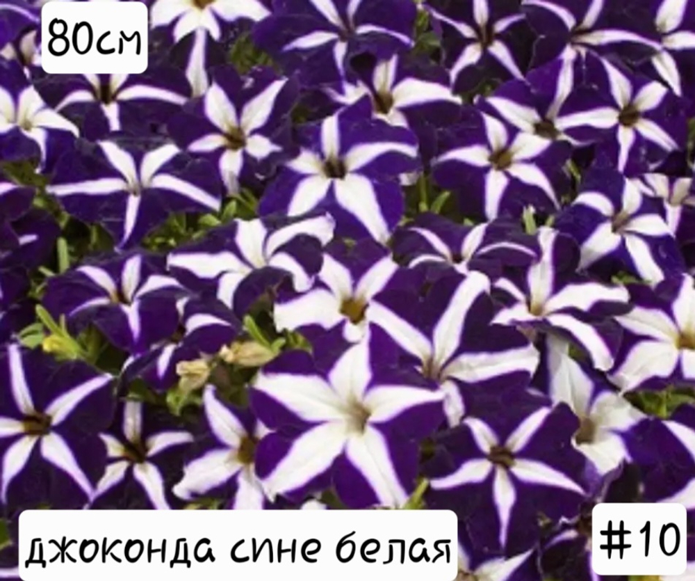 ПЕТУНИЯ №10 ДЖОКОНДА СИНЕ БЕЛАЯ