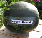 Бонта F1 семена арбуза (Seminis / Семинис)