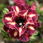 Адениум DIORA