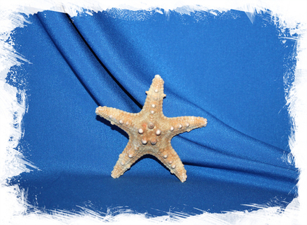 Моркая звезда "Длинный Шип" (Тони) до 10см