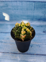 Gymnocalycium Variegata (Гимнокалициум Вариегатный)