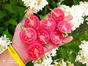 Малина Трестон (Raspberry Treston, США) сорт томата