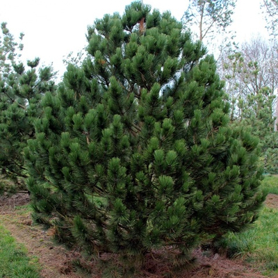 Сосна Pinus heldreichii Compact Gem