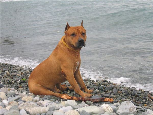 Американский питбуль терьер Американский питбуль терьер