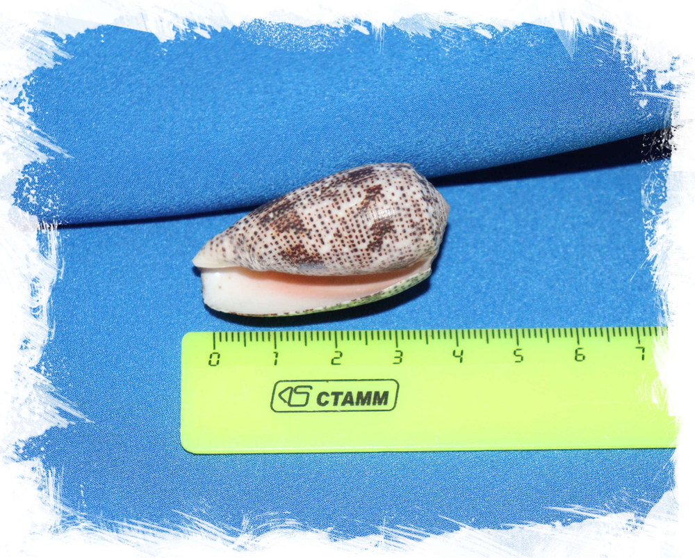 Конус стеркусмускарум (Conus stercusmuscarum) размер