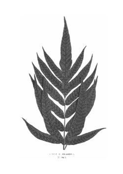 Ferns: British and Exotic. Volume 7 | Edward Joseph Lowe