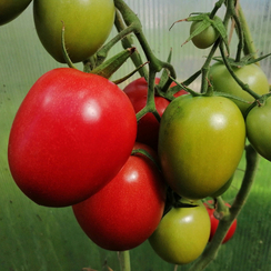 Бонапарт F1 семена томата индетерминантного (Vilmorin / Вильморин)