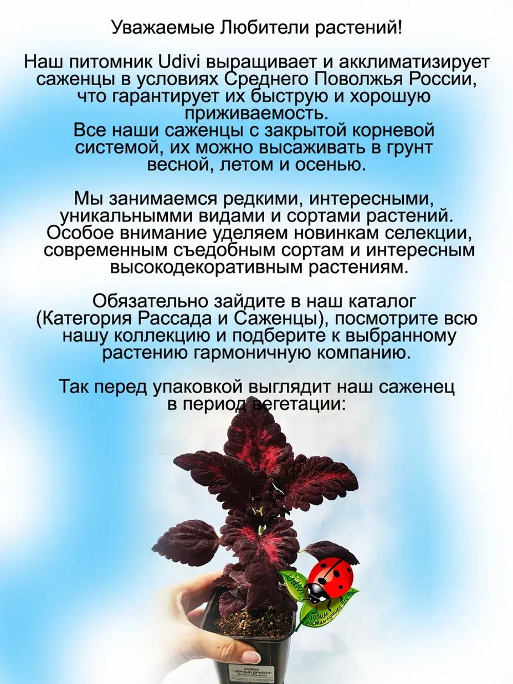 Колеус Блэк Дракон