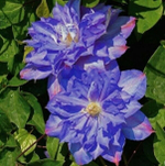 Клематис Blue Explosion (Блю Эксплоужен) Стандарт поставки Р9