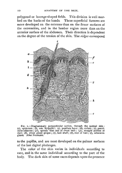 A manual of dermatology | Andrew Rose Robinson