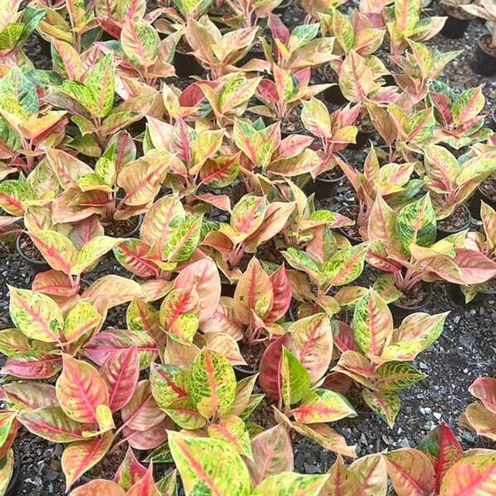 Аглаонема RED SKYLINE