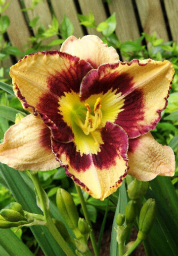 Лилейник Спейскост Си Шеллс