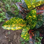 Кротон ROSALINI