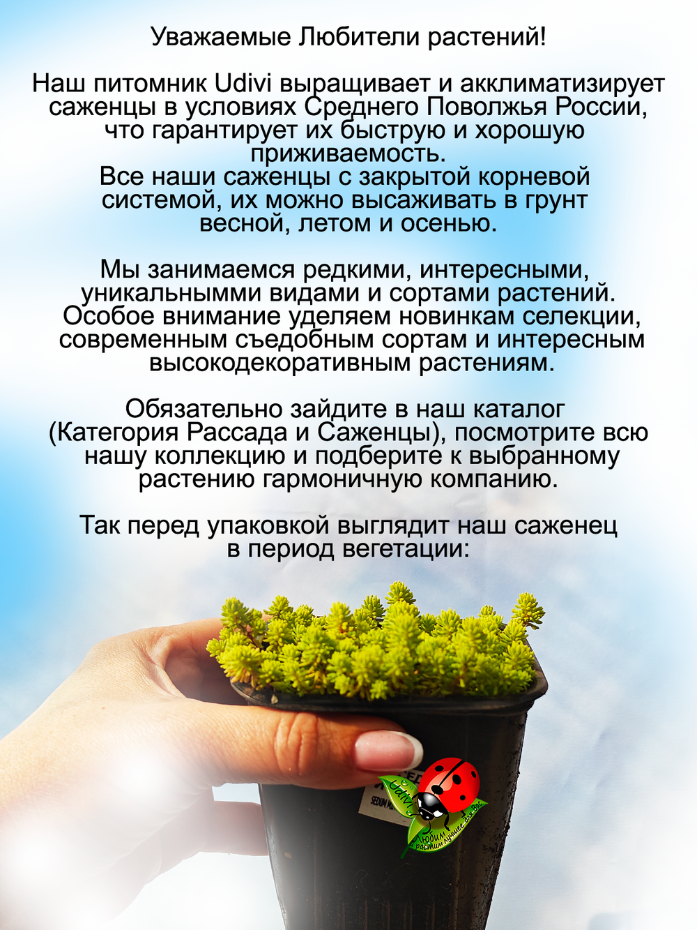 Седум испанский Золото голд почвопокровный