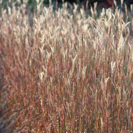 Бородач Жерарди "Prairie Summer".  Andropogon gerardii "Prairie Summer".