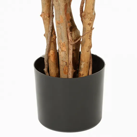 Фикус Бенжамина высота 160 см, кустистый