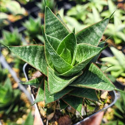 Сансевиерия DRAGON SCALE