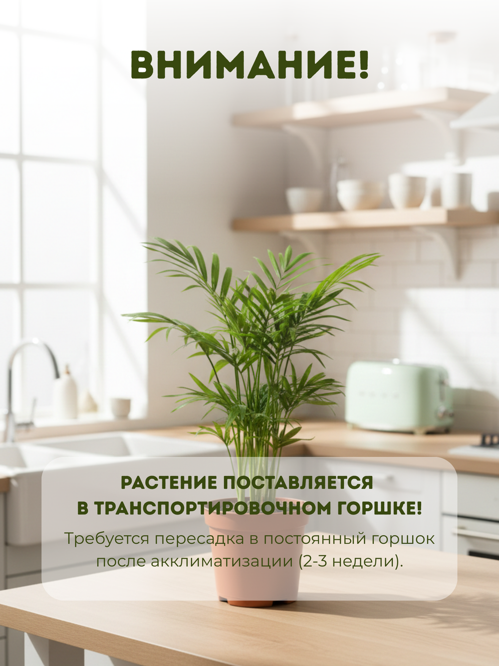 Ховея Dwarf Palm д.9