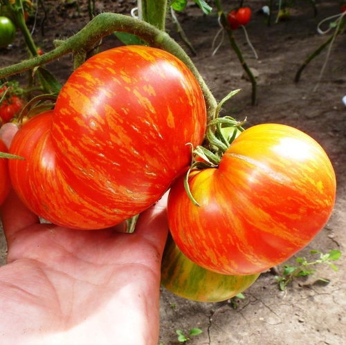 Помидоры Solar Flare – Вспышка На Солнце