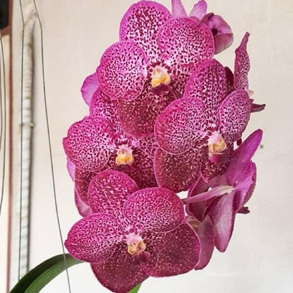 Ванда V WANVARAT #101