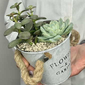 Композиция из суккулентов в стильном ведерке