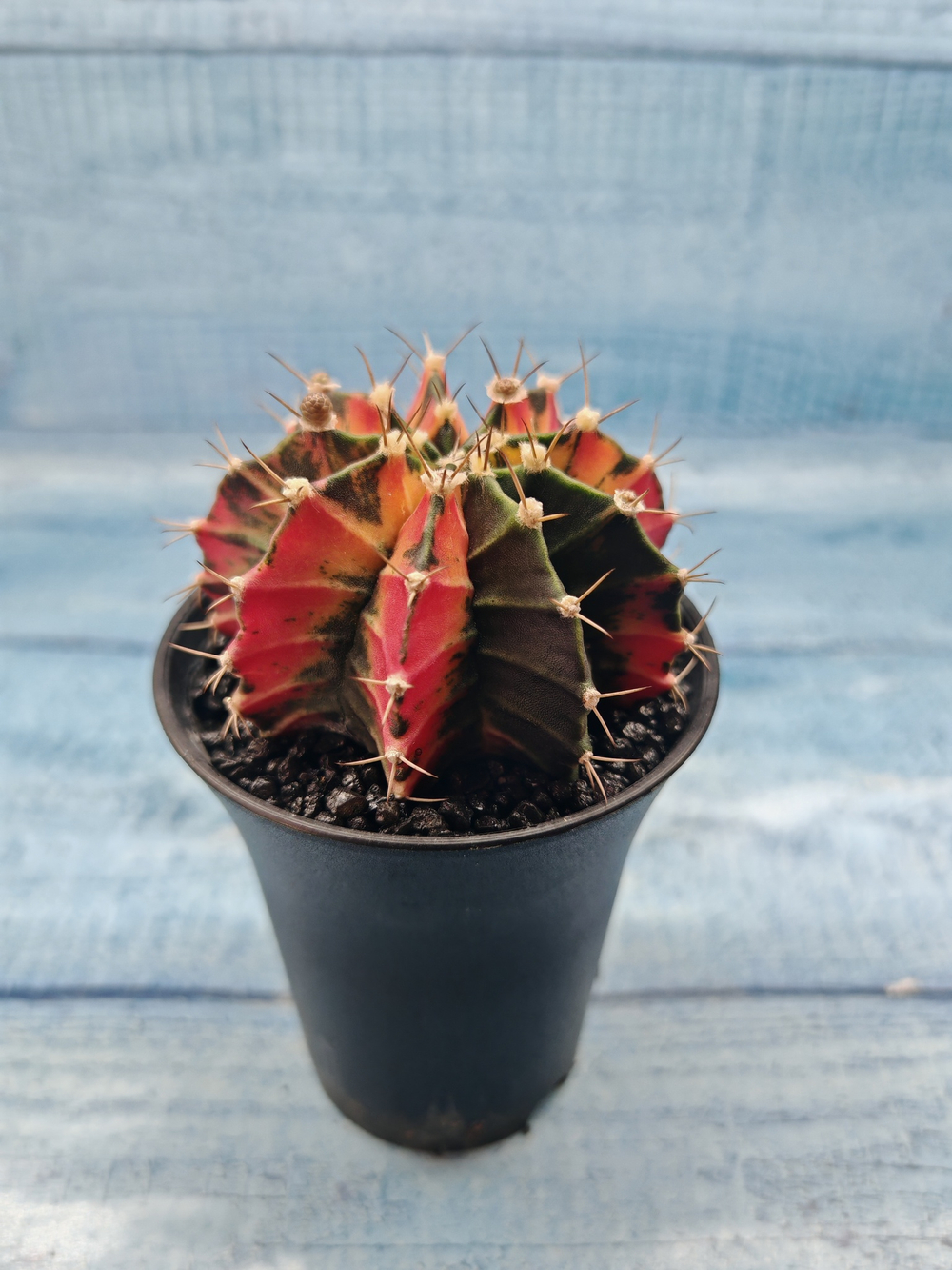 Gymnocalycium Variegata (Гимнокалициум Вариегатный)