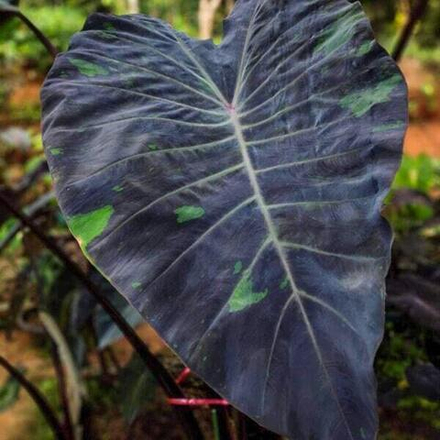 Колоказия MERCURY