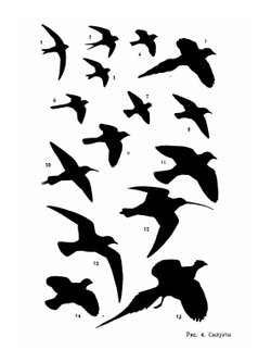 Экскурсионный определитель птиц Европейской части СССР | А.Н. Сунгуров