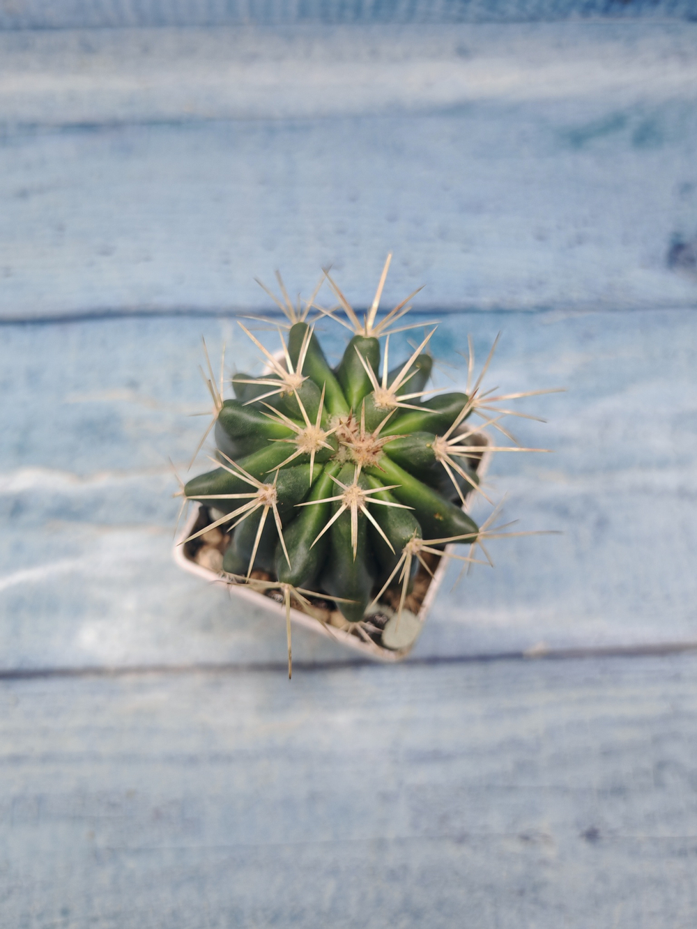 Ferocactus stainesii (Ферокактус)