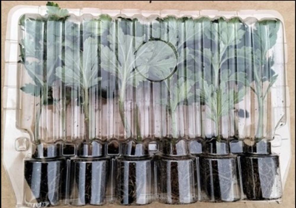 Хризантема кустовая Лисента /к.30 /весна 26/