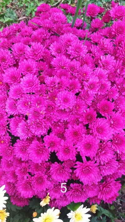 Хр5 Хризантема мультифлора