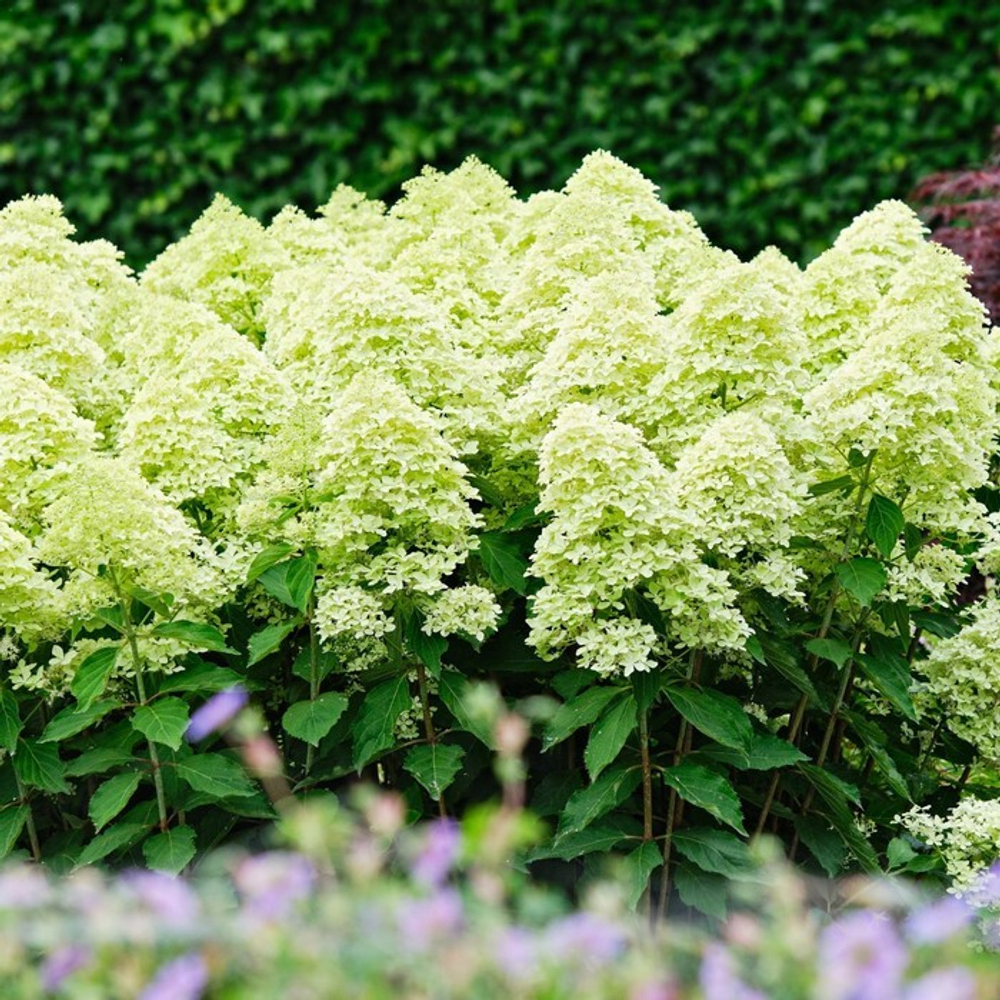 Гортензия метельчатая Lime Sparkle