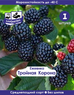 Ежевика саженец Тройная Корона