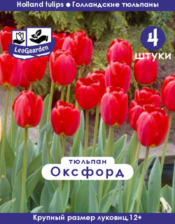 Тюльпан Луковица цветов, Оксфорд, 4 шт, разбор 11/12