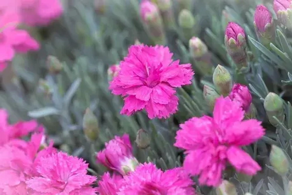 Гвоздика серовато-голубая Пинк Бланка Р9 Закупка М36 получение май-июнь 2026