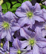 Клематис Принц Чарльз С2