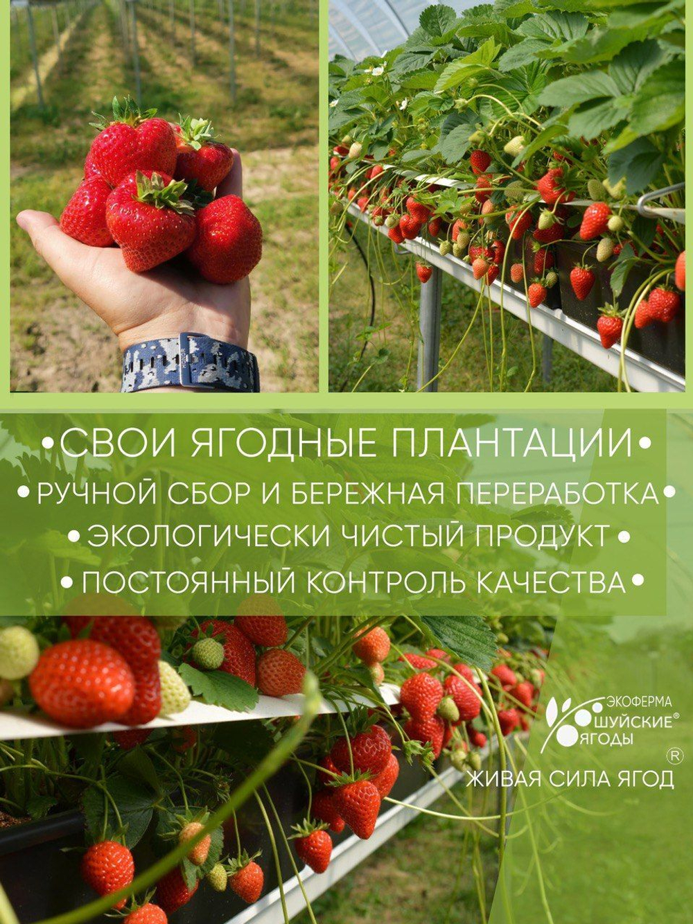 Слайсы клубничные натуральные сублимированные без сахара и консервантов, 15г